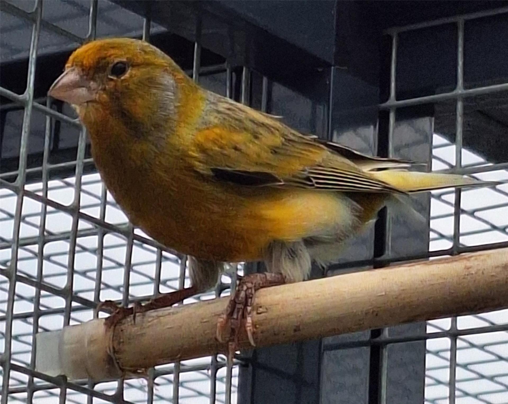 Ein kleiner Kanarienvogel mit gelblichem Gefieder