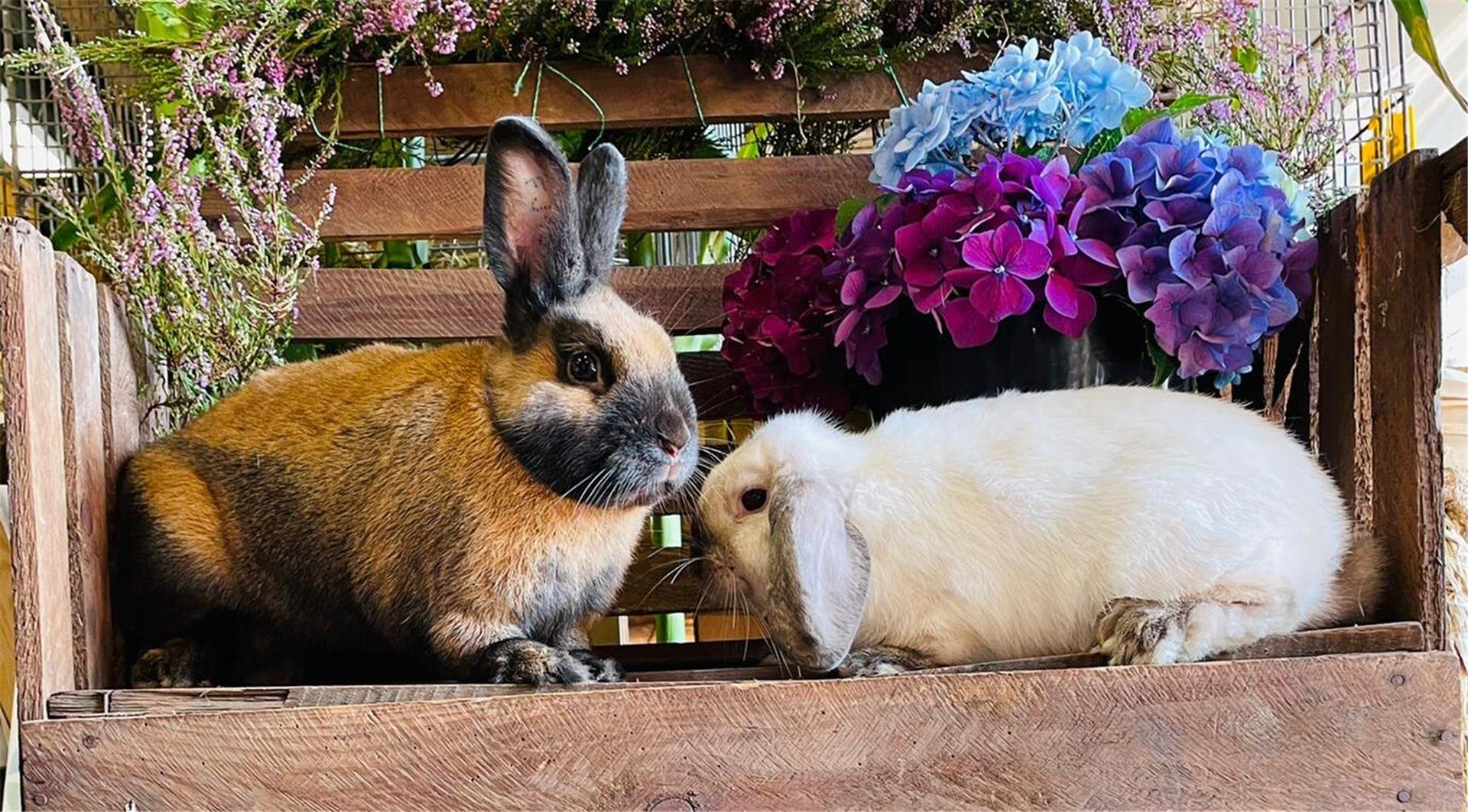 Zwei Tiere mit langen Ohren sitzen nebeneinander.