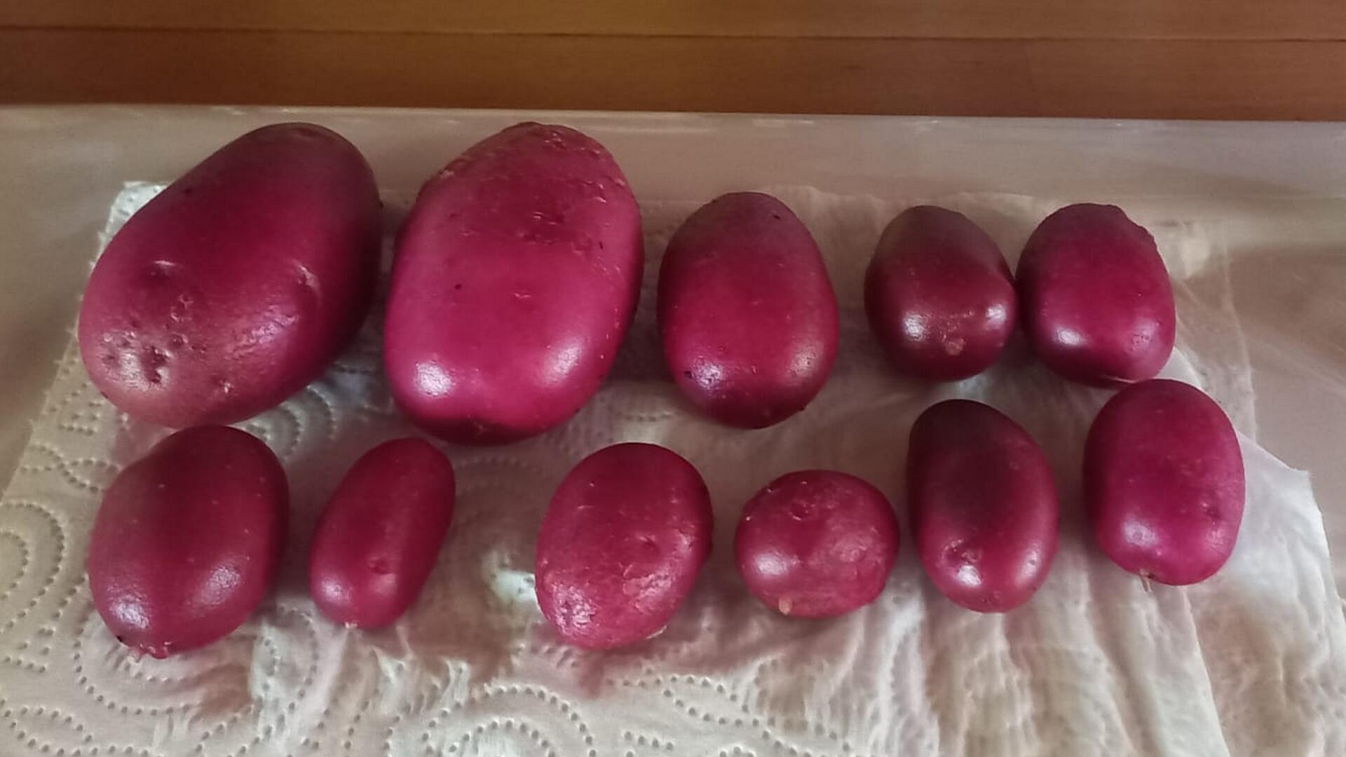Kartoffel-Vielfalt heute: rote Emmalie.