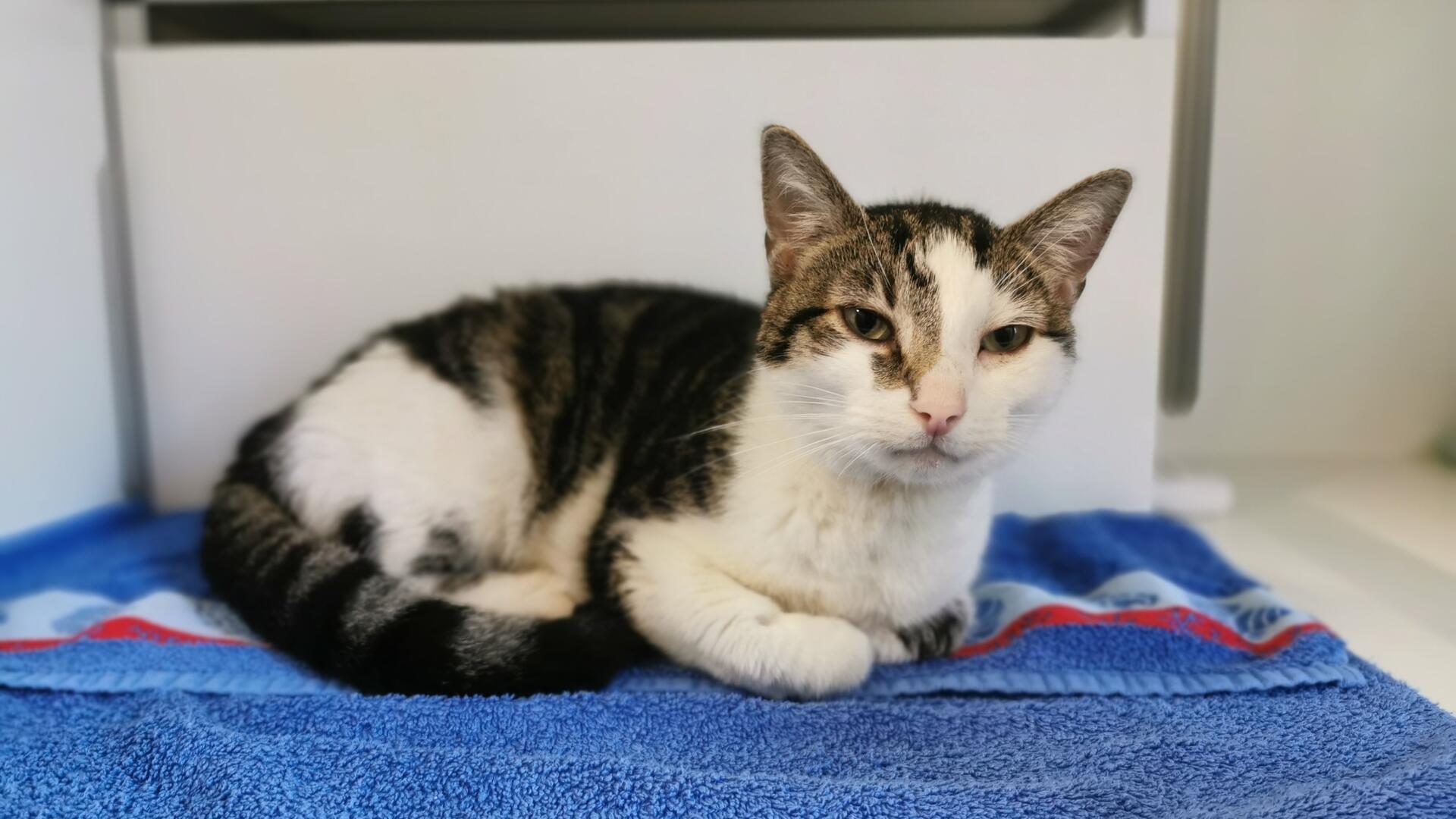 Eine weiß-grau getigerte Katze liegt auf einem zusammengefalteten blauen Handtuch. Sie blickt ruhig und leicht schläfrig in die Kamera. Im Hintergrund ist eine weiße Wand und ein Regal zu sehen.
