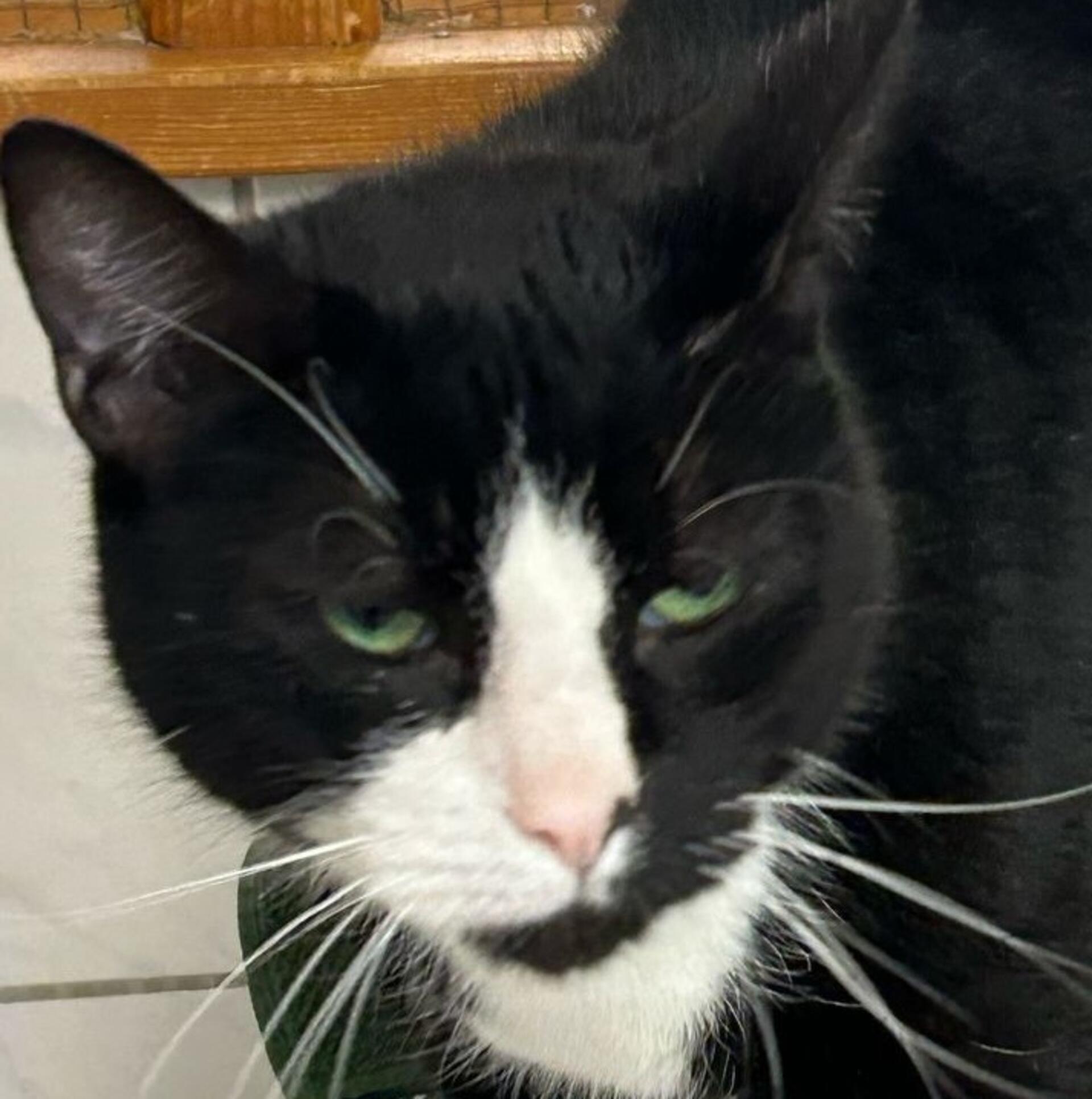 Das Wittstedter Tierasyl Heimatlos sucht ein neues Zuhause für Kater Kuddel.