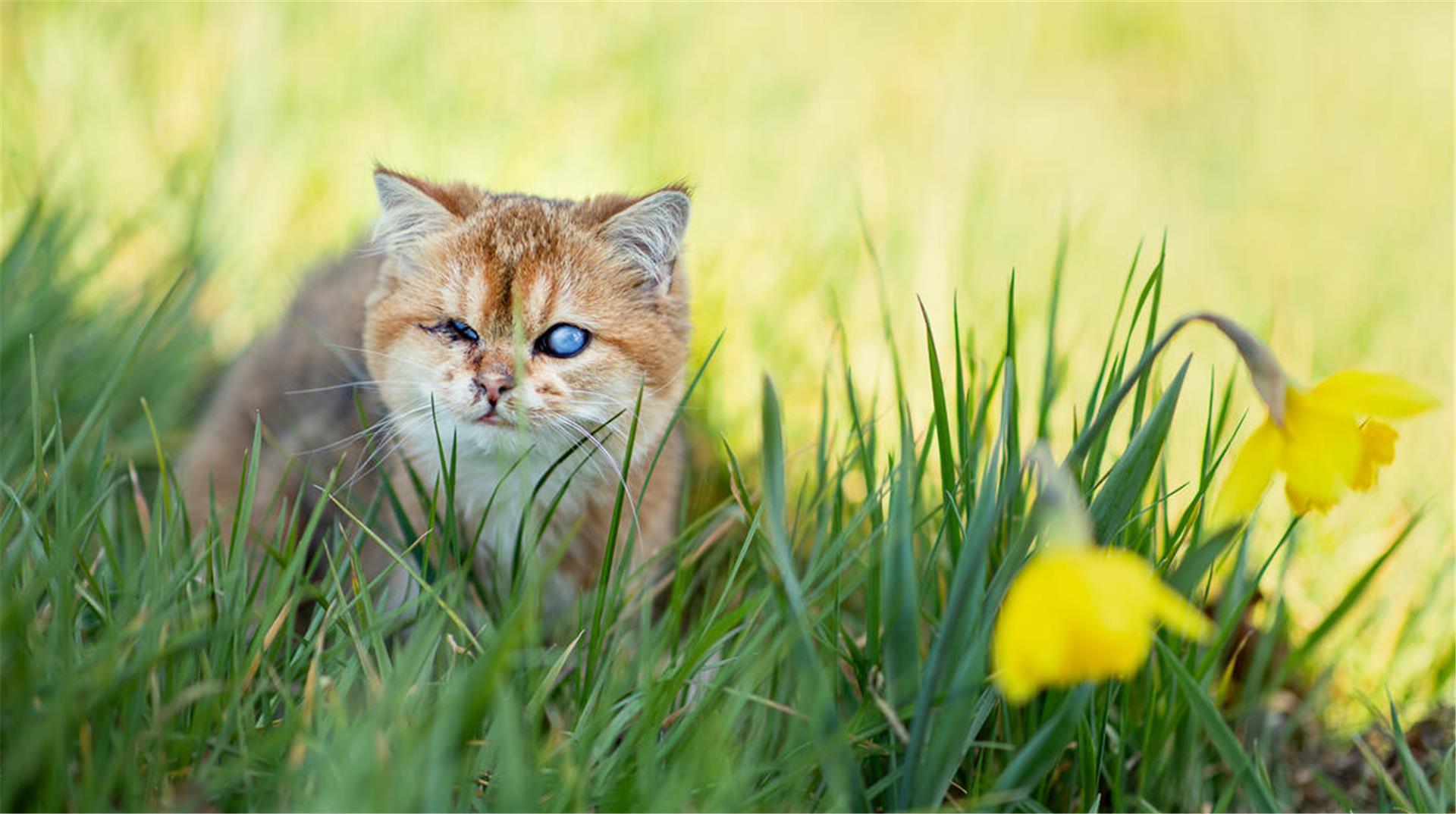 Katze sitzt im grünen Gras, ihr eines Auge ist sichtlich beschädigt, das andere trüb. Im Vordergrund gelbe Narzissen.