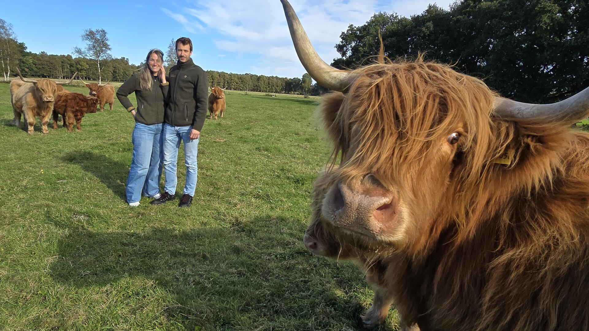 eine Frau und ein Mann in dunkelgrünen Jacken und Jeans stehen in einer Weide mit Hochlandrindern, im Vordergrund schaut ein Rind in die Kamera
