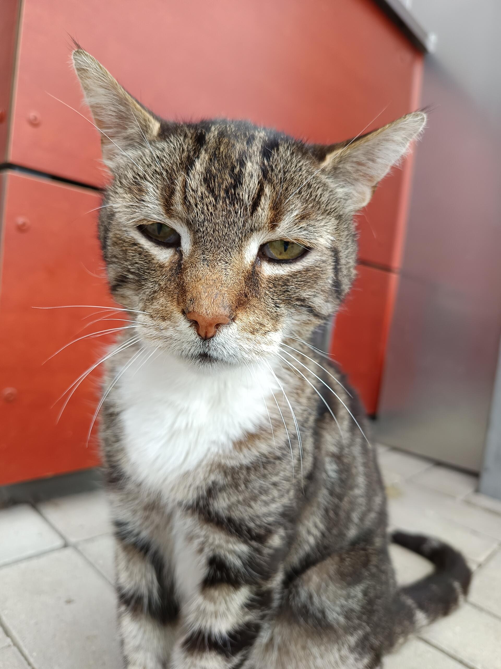 Katzenopa Momo ist ein freundlicher Kater mit einem ruhigen Charakter.