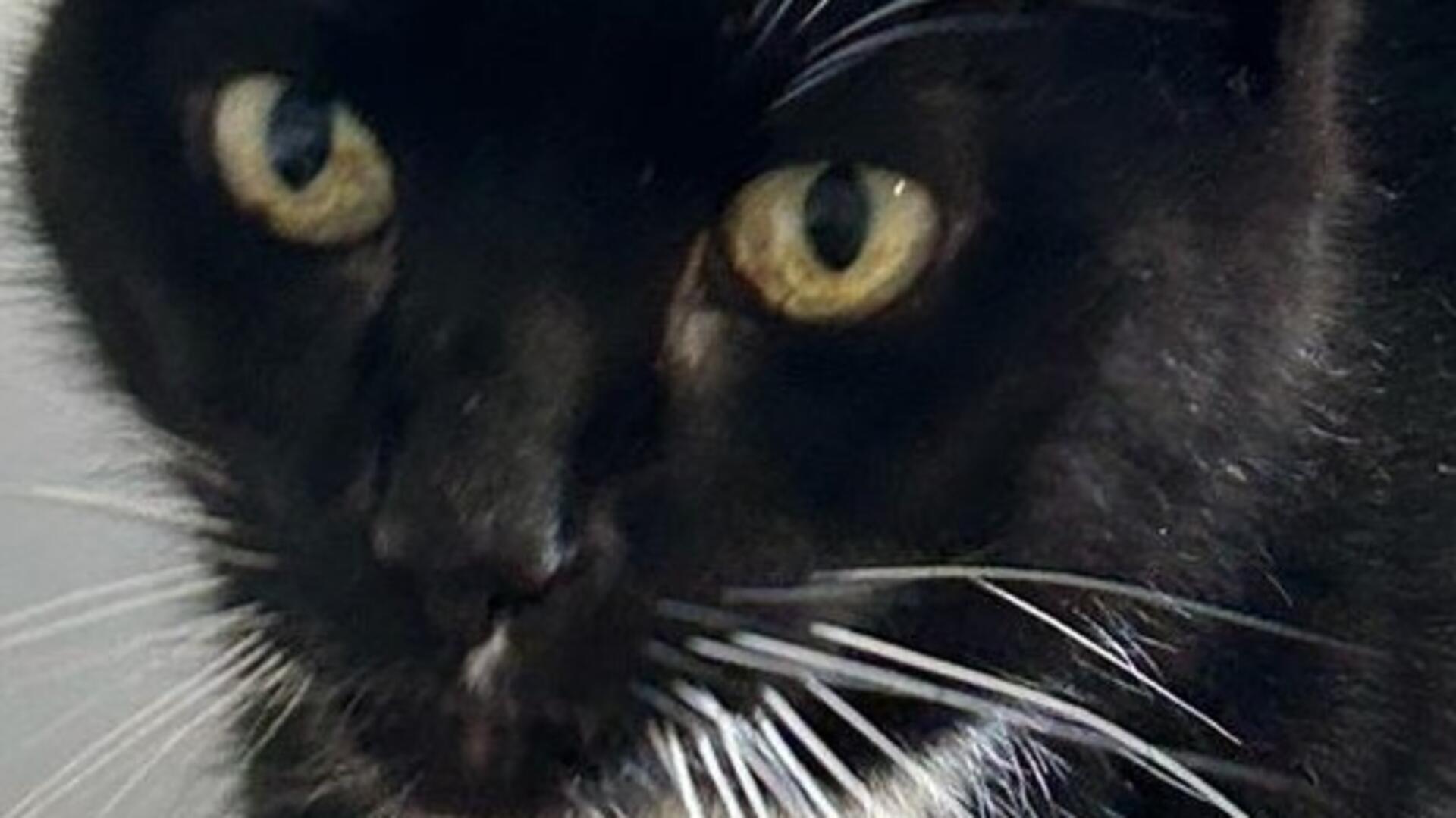 Kimba wartet im Tierasyl Wittstedt auf ein ruhiges Zuhause mit viel Zuwendung.