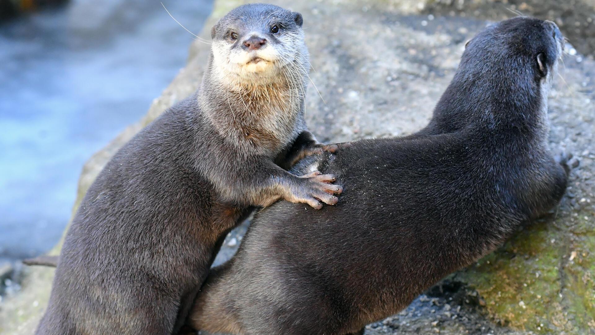 zwei Otter.