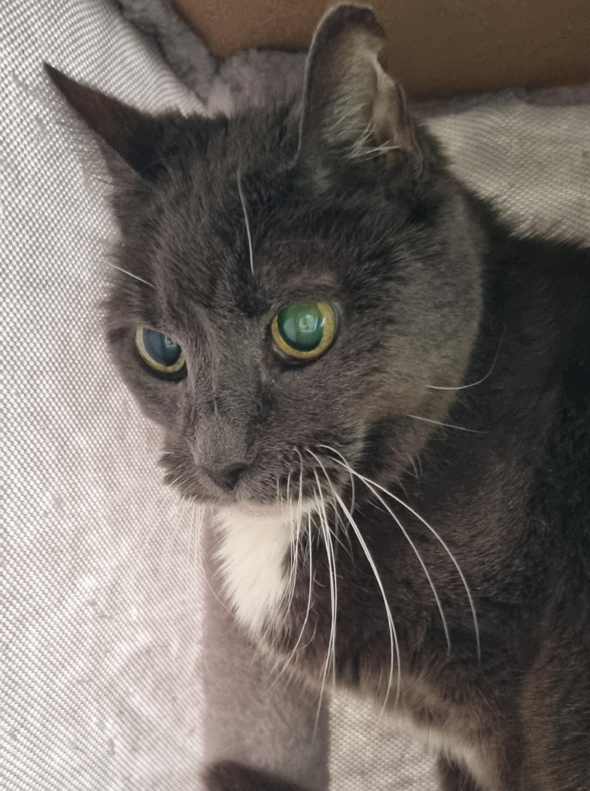 Lucia ist eine ruhige und zurückhaltende Katzenomi, die das Zusammenleben mit Artgenossen kennt.