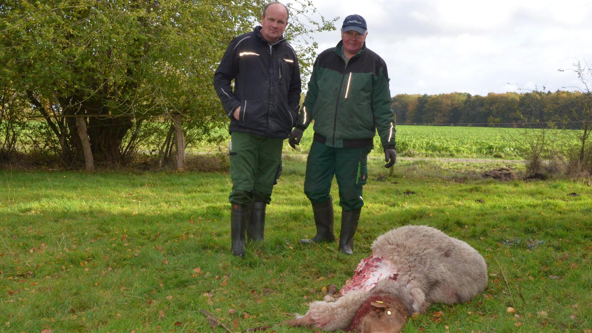 Zwei Schafe wurden in Hesedorf vermutlich vom Wolf getötet Manfred (links) und sein Vater Hinrich Holst fanden am Dienstag zwei ihrer Schafe tot auf der Weide.
