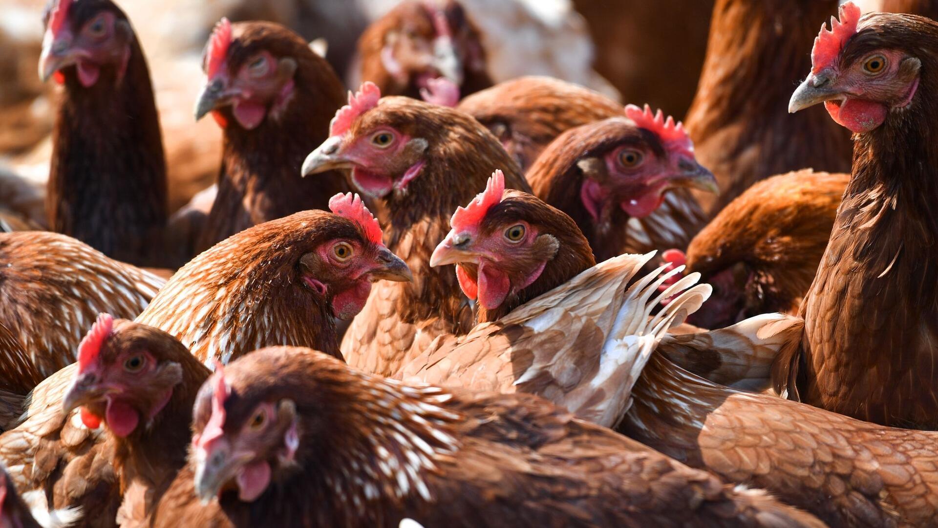 Wo ist Elsa? Huhn sorgt für Polizeieinsatz in Niedersachsen Mehrere braune Hühner stehen bei Ravensburg auf einer eingezäunten Wiese.