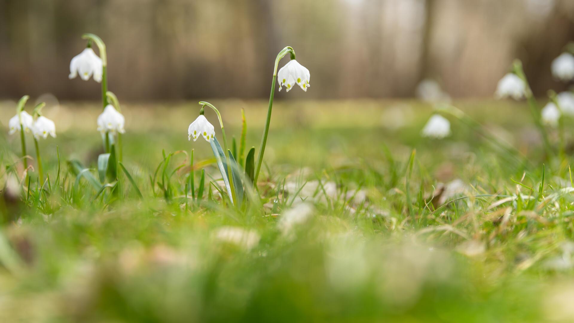 Märzenbecher stehen auf einer grünen Wiese. Der BUND bietet Kindern in Bremerhaven ein Osterprogramm im Bürgerpark. 