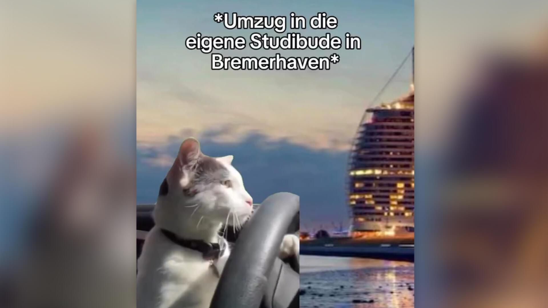 Eine Katze an einem Autosteuer, im Hintergrund ein Hotel im Sonnenuntergang. Zu lesen ist "*Umzug in die eigene Studibude in Bremerhaven*" Mit einem originellen Katzenvideo zum „Student-Life-Cycle“ – hier ein Screenshot aus dem Beitrag – hat das Marketingteam der Hochschule Bremerhaven beim Social Media Preis des Bundesverbands Hochschulkommunikation den zweiten Platz belegt.