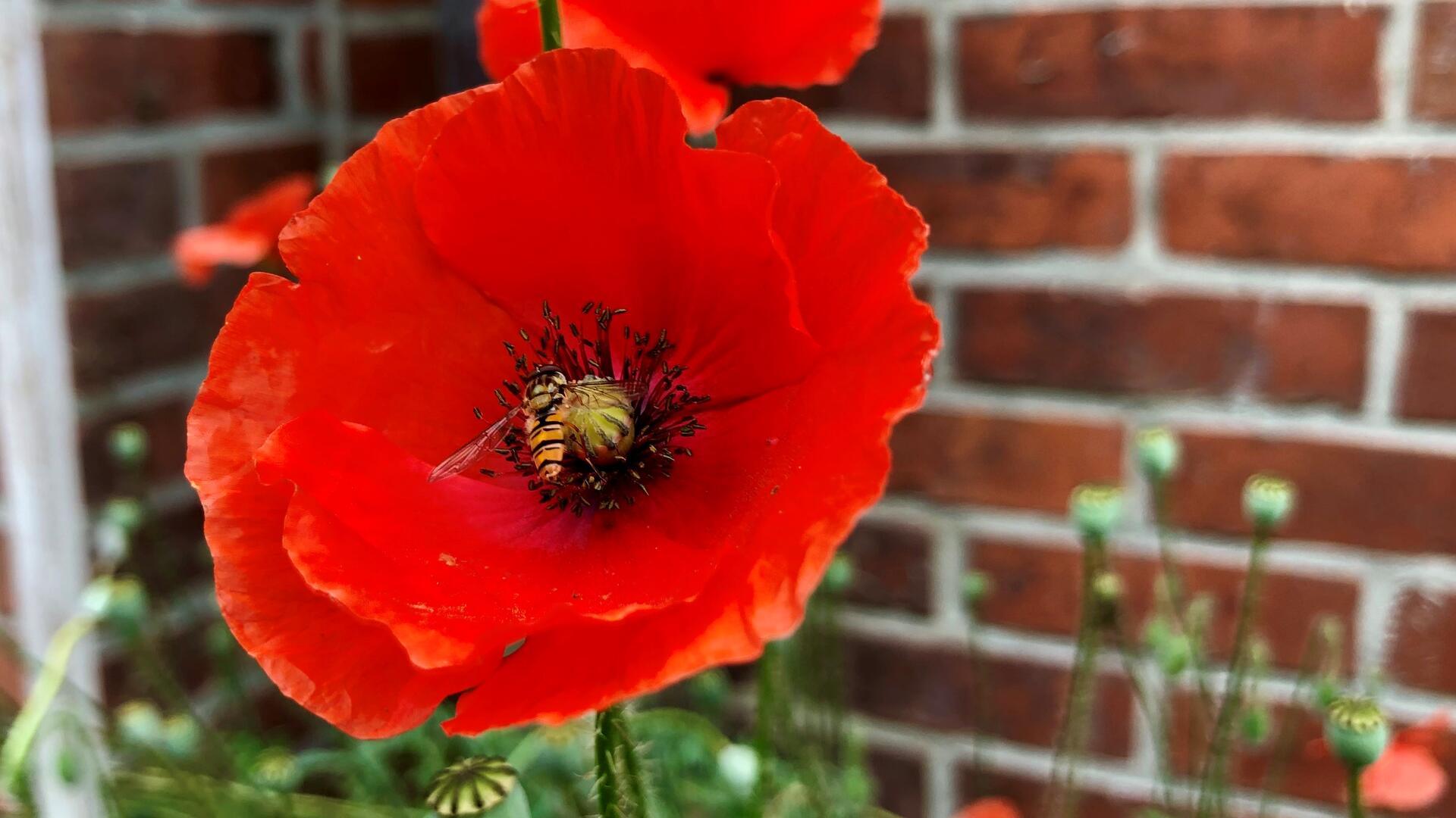 Mit seinen leuchtend roten Blütenblättern ist der Klatschmohn ein echter Hingucker im Garten. 