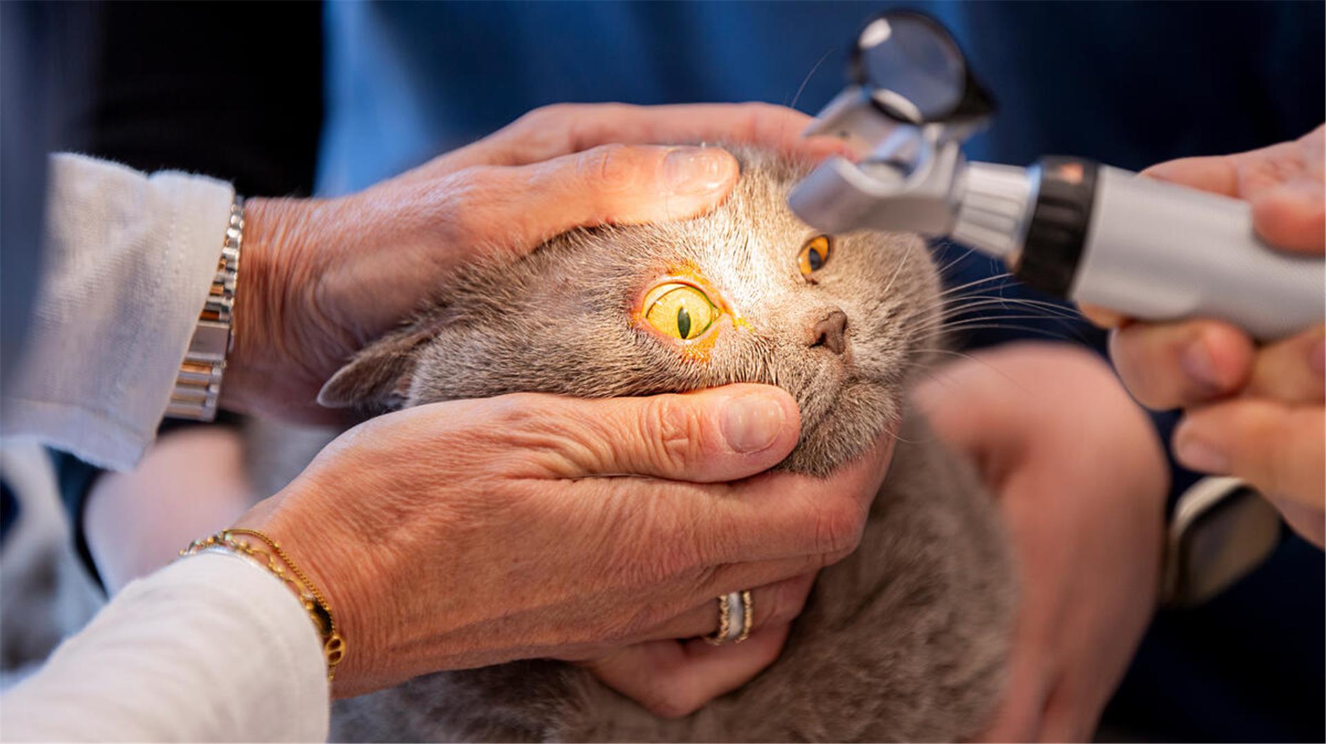 Einer Katze wird mit einem medizinischen Gerät ins Auge geschaut.