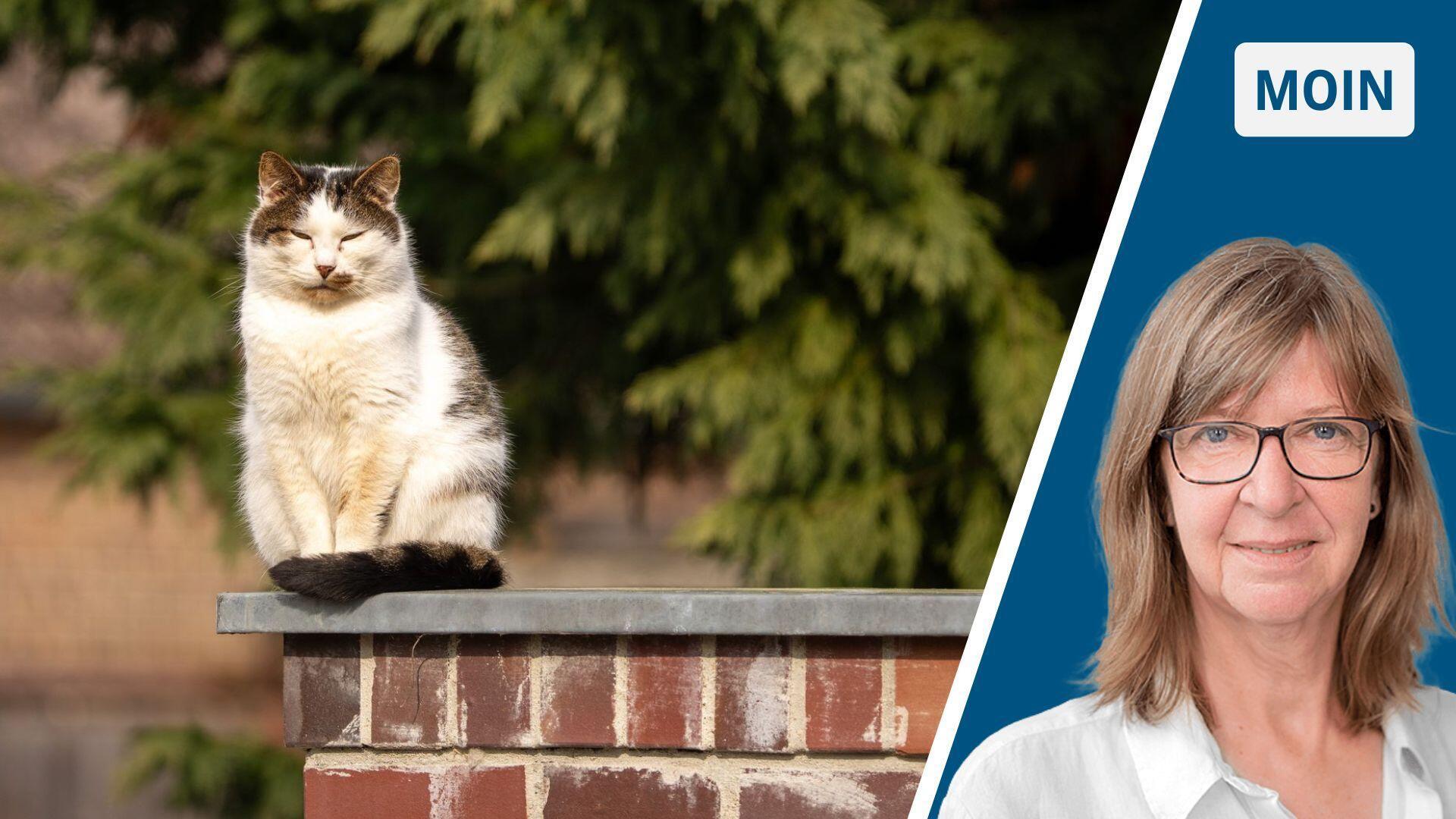 Eine Katze auf einer Mauer und das Porträt einer blonden Frau mit Brille.