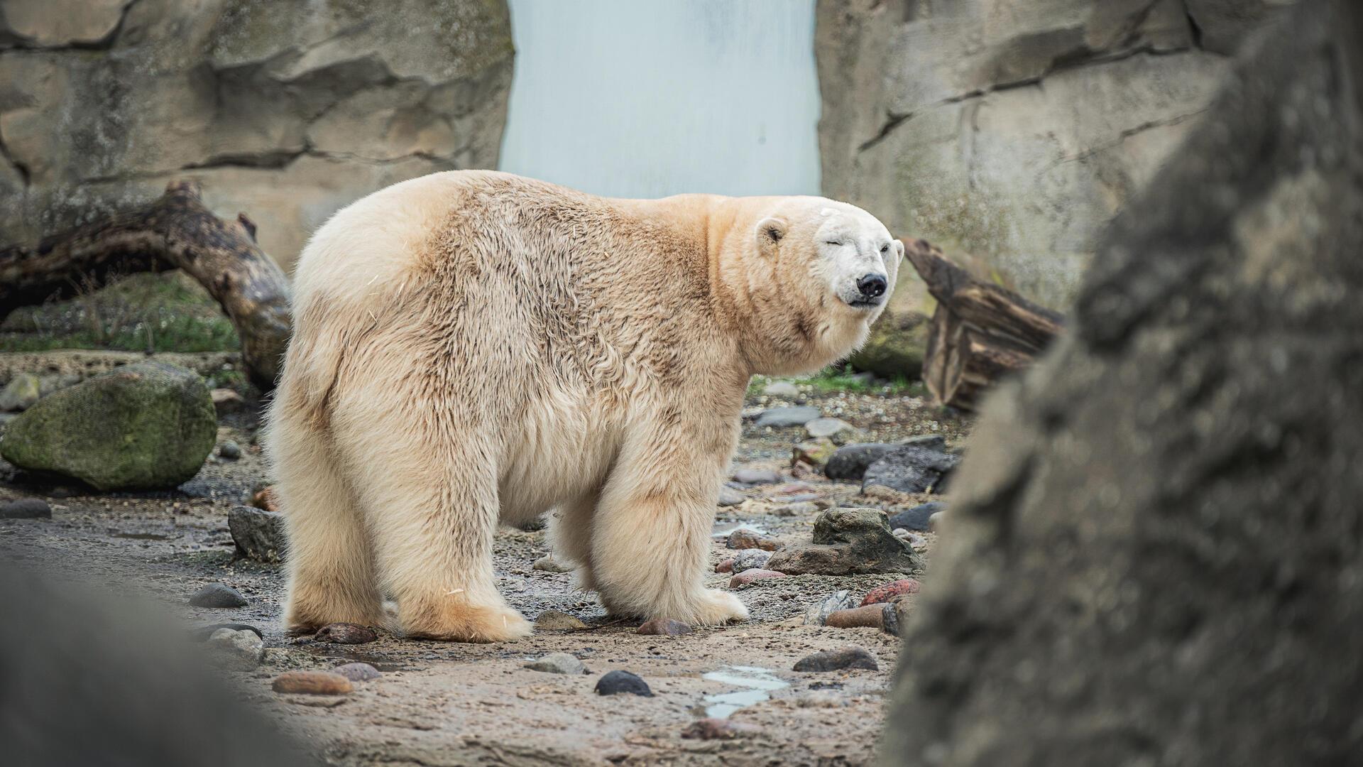 Ein Eisbär im Zoo am Meer steht auf der Anlage. Er scheint zu zwinkern.