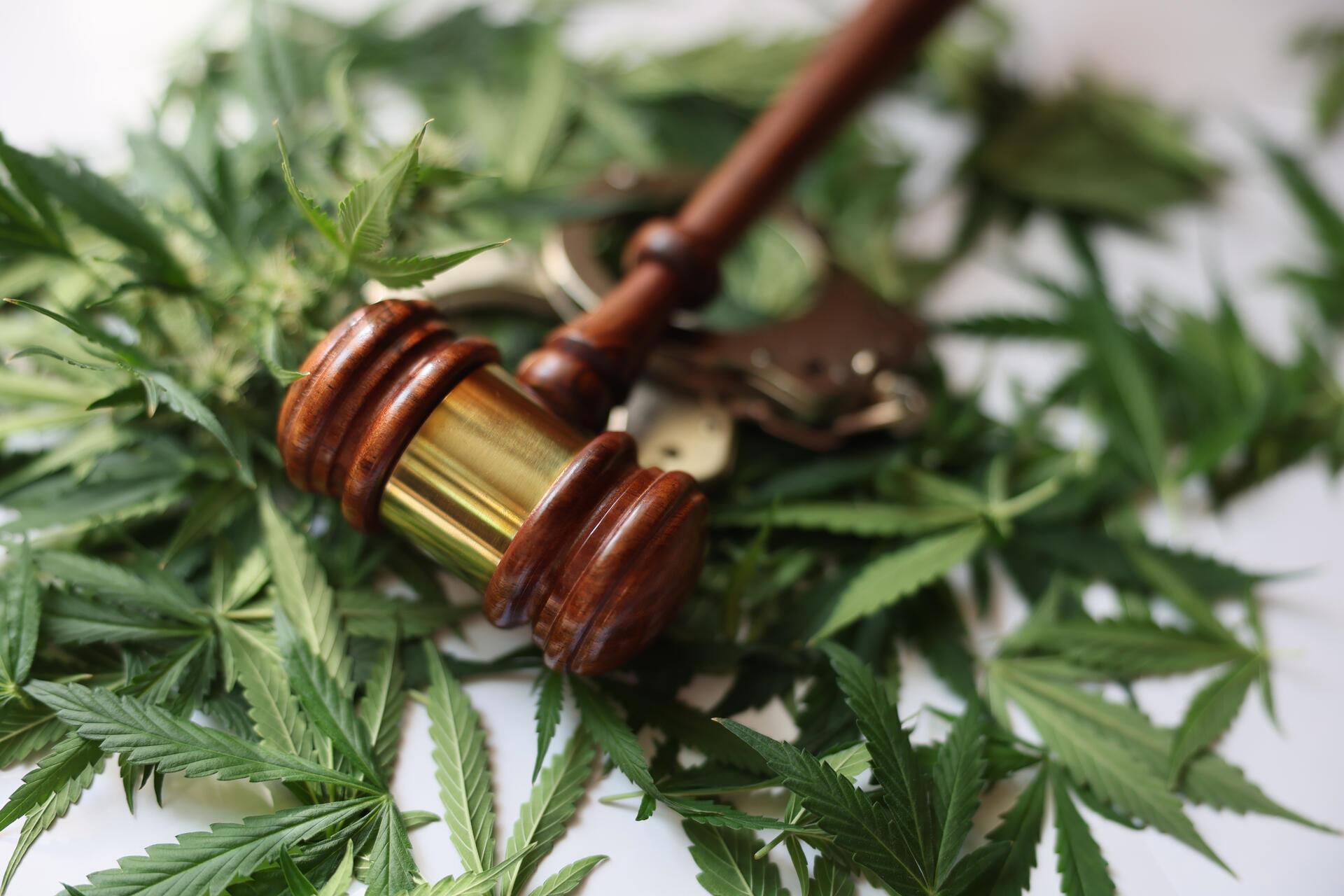 Cannabispflanzen liegen auf einem Tisch. Darauf wiederum befindet sich ein Richterhammer und etwas unscharf auch Handschellen. 