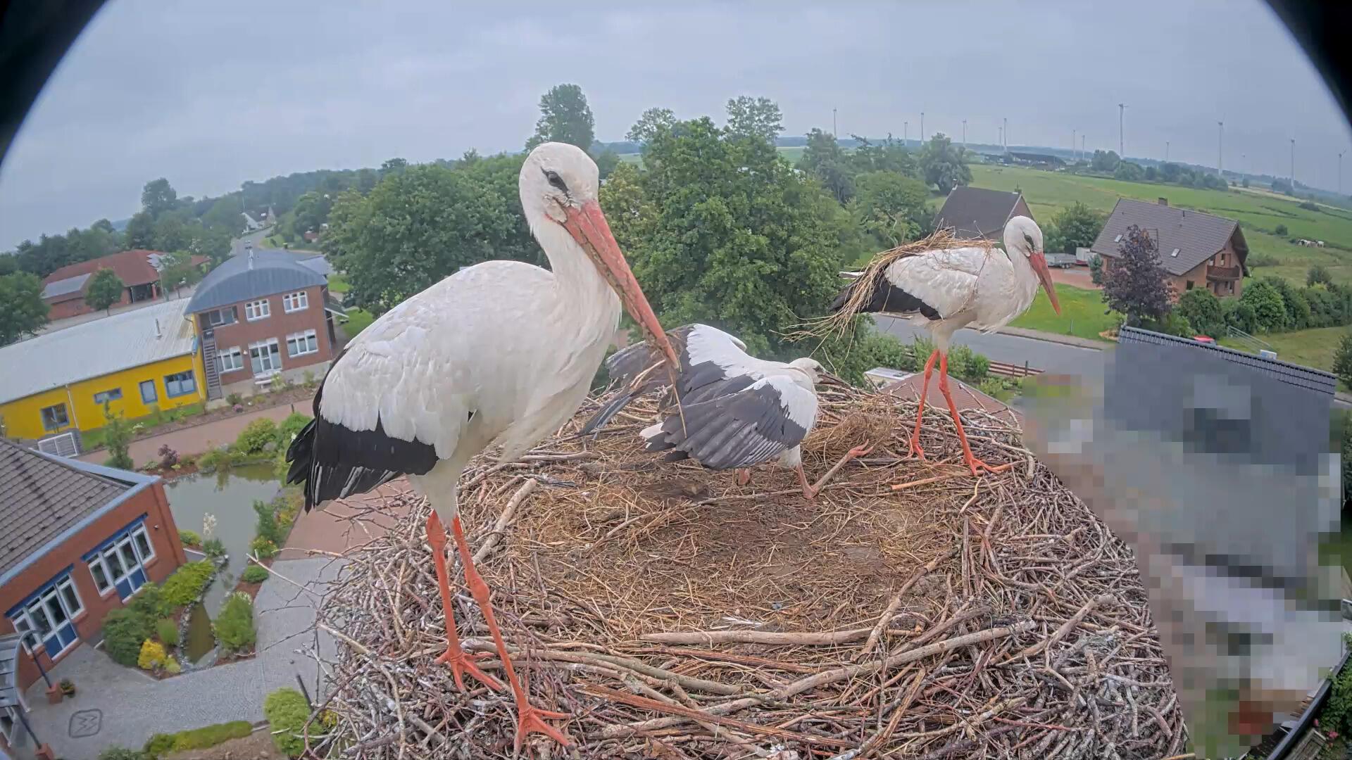 Nachwuchs auf einem Storchenhorst auf dem Gelände der Unternehmensgruppe Seier. Dank Webcam, Internetseite und Social Media sind Storchenfans ganz nah dran.