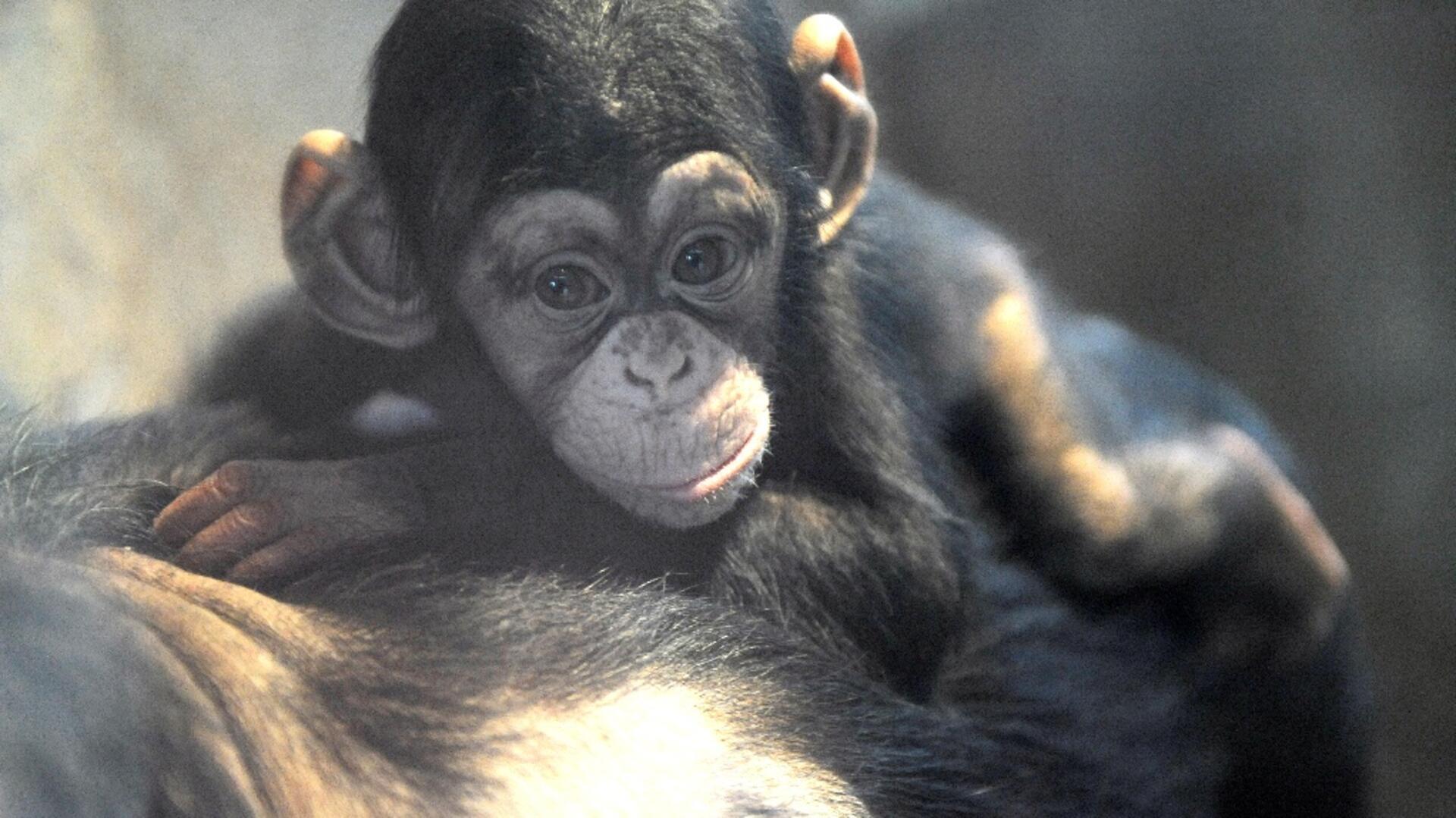 Ndutu war der letzte Nachwuchs im Zoo am Meer. Ein Affenmädchen musste der Zoo einschläfern.