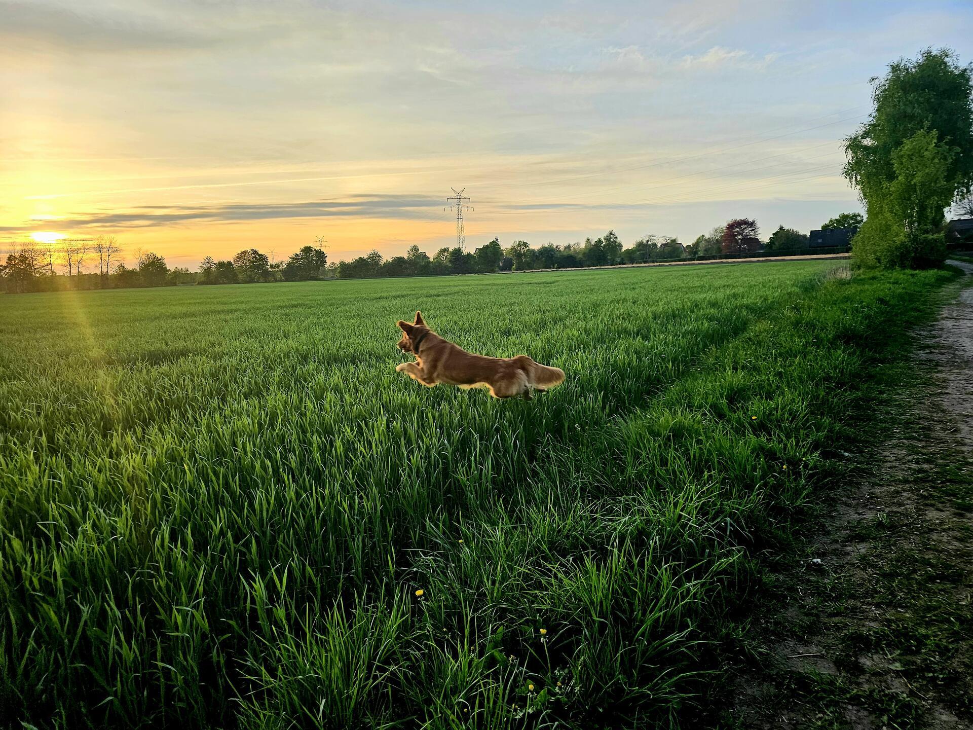 Neo aus Bremervörde. Er hat er auf dem Feld ein paar Vögel entdeckt und wollte z...