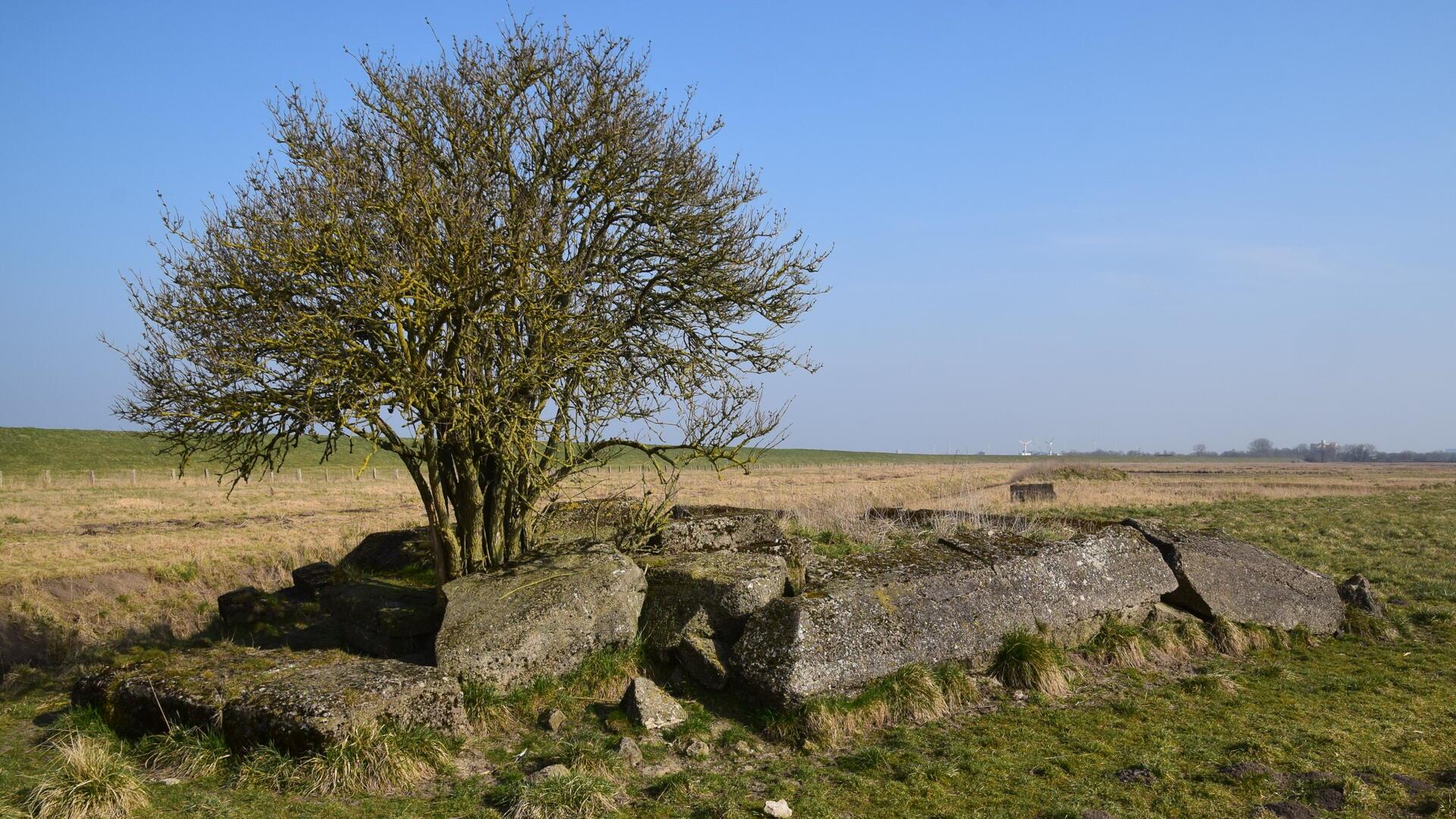 Ein Baum wächst aus Betontrümmerteilen