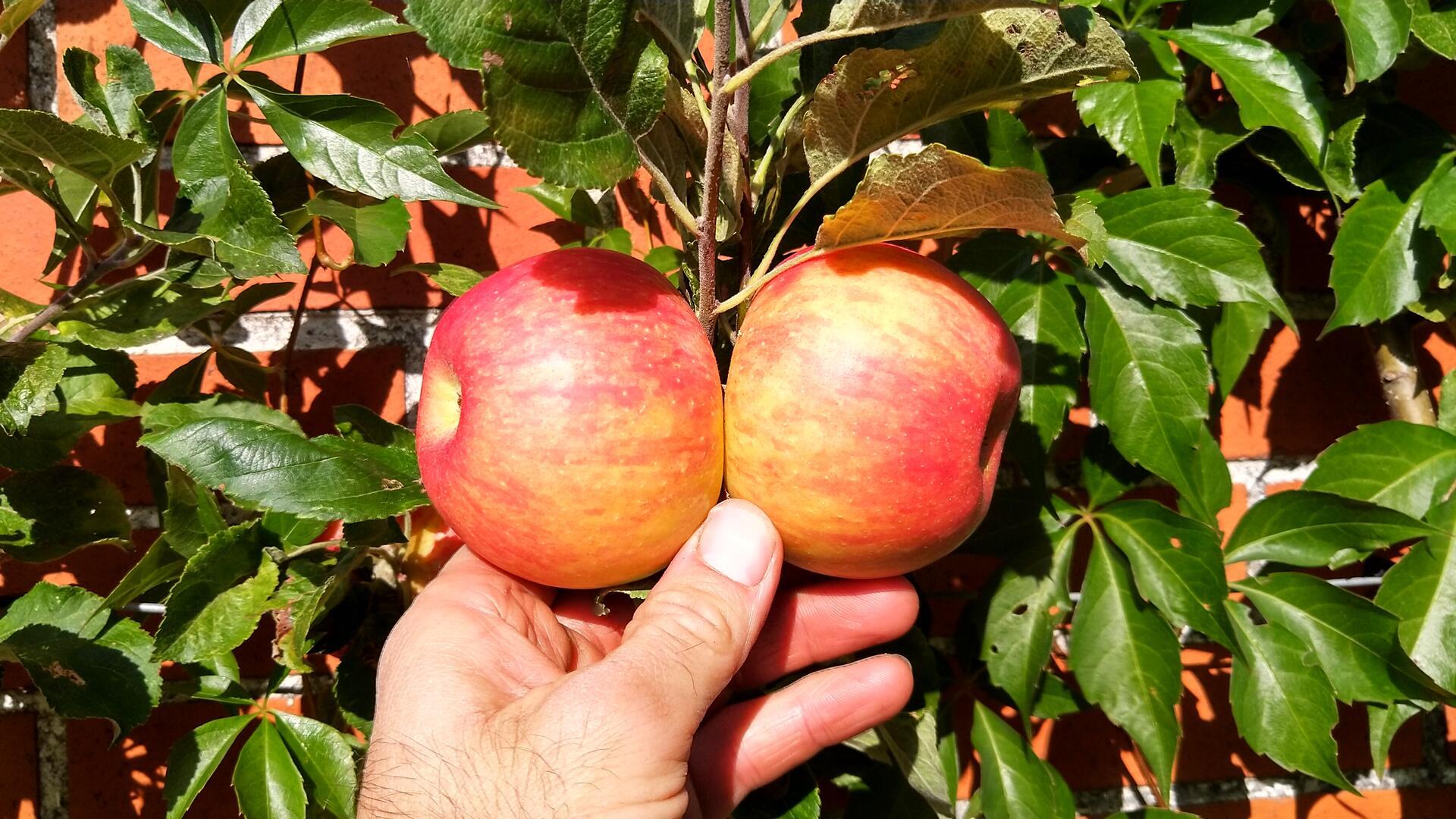 Ob Obst am Spalier oder am Hochstamm auf der Wiese - für einen guten, regelmäßigen Ertrag kommt es auf den richtigen Schnitt an