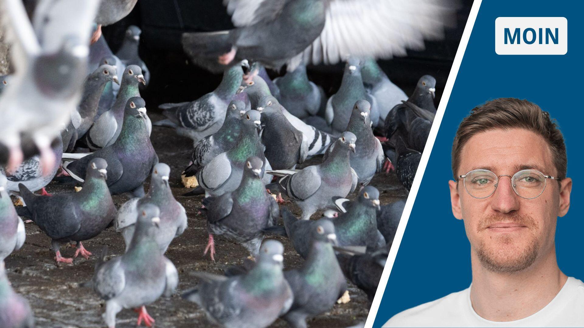 Geteiltes Bild: Tauben und der Autor Robert Ebner