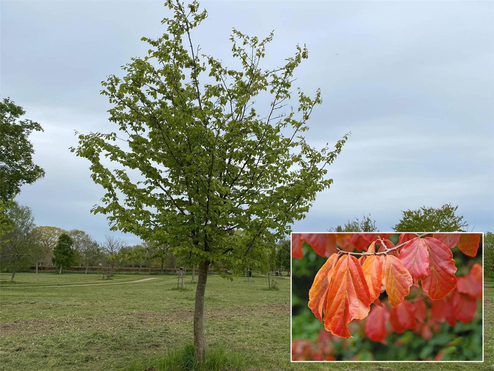 Persischer Eisenholzbaum (Parrotia persica) im Arboretum Thedinghausen. 