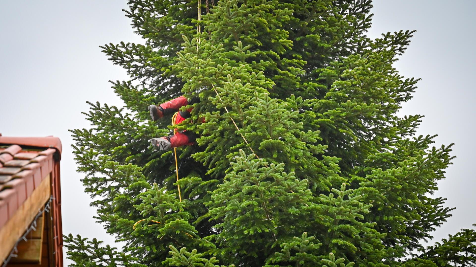 Ein echter Hingucker: Der Bremerhavener Weihnachtsbaum steht Peter Busch von der Firma Beckmann bereitet den Baum so vor, dass der Kran ihn anheben kann.