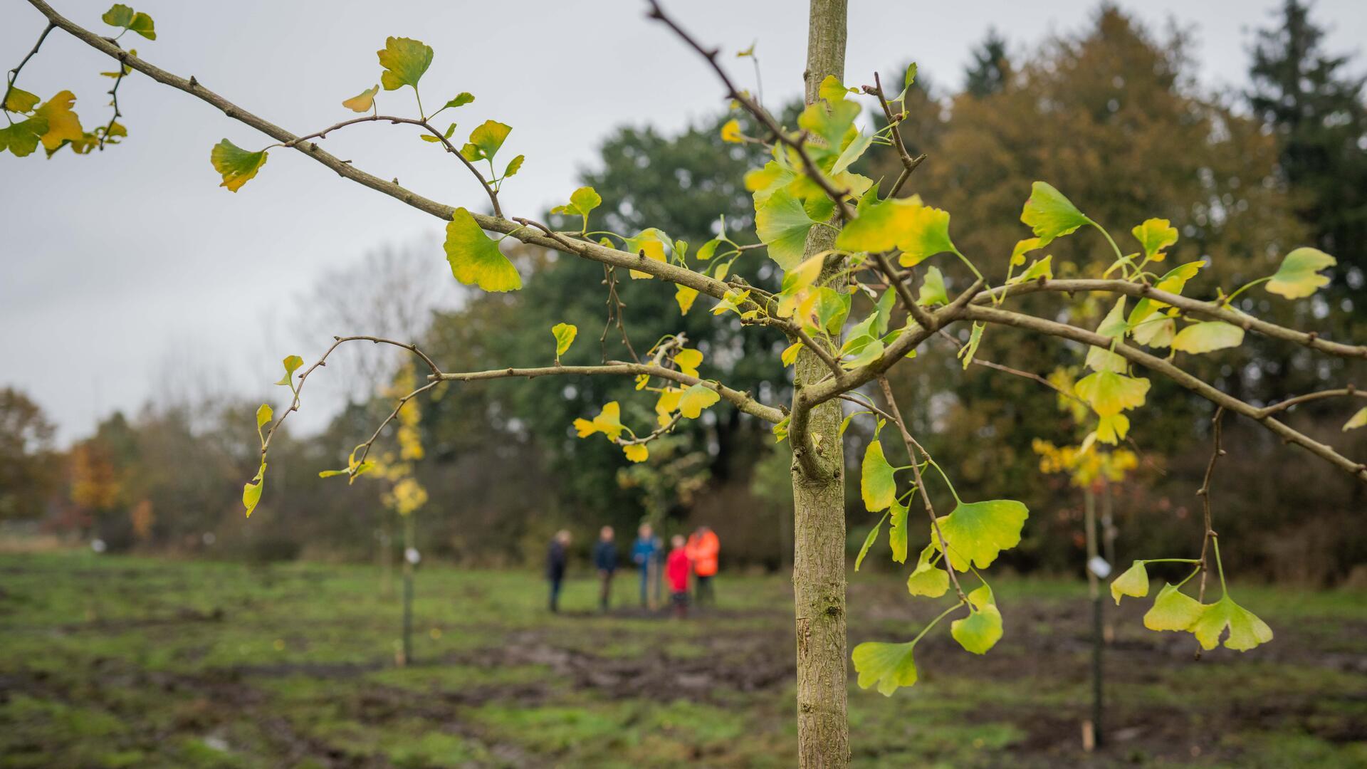 Ein Ginkobaum im Bürgerhain II in Bremerhaven.