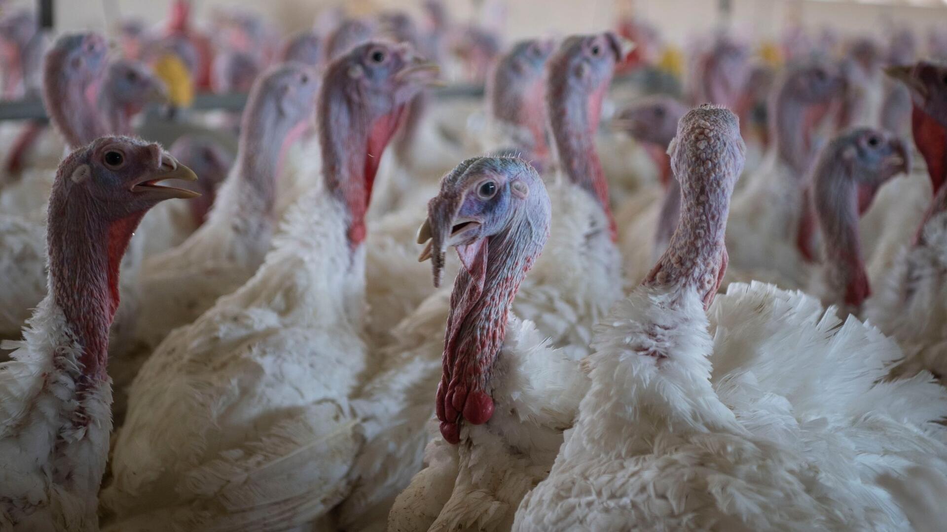 Puten stehen in einem Stall. Laut Mitteilung aus dem Kreishaus soll auch in der Samtgemeinde Selsingen in einem Betrieb die Geflügelpest nachgewiesen worden sein. (Symbolfoto)