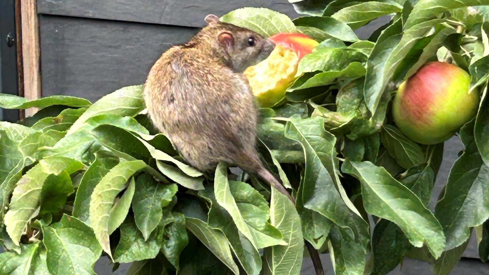 Eine Ratte ist auf dem Ast mit Äpfeln zu sehen. 