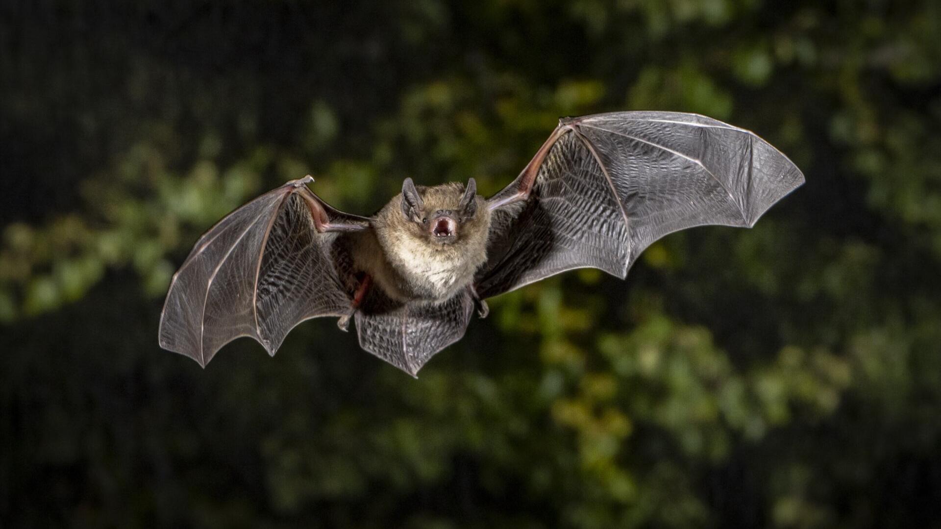Rauhhautfledermaus
