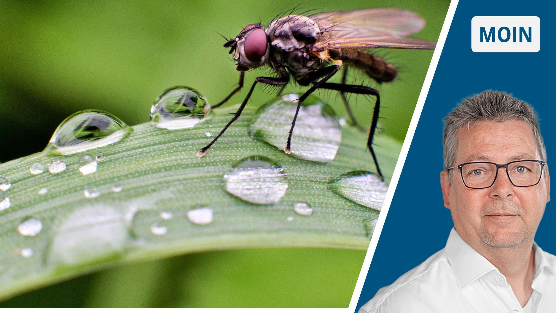 Eine Fliege hockt auf einem Blatt mit Wassertropfen. In einem zweiten Bild ein Mann mit Brille
