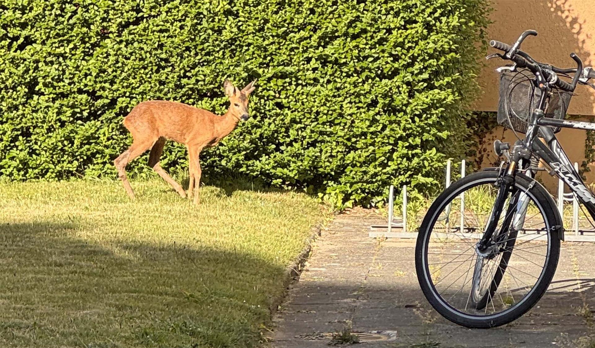 Ein Reh vor einer Hecke in einem Innenhof.