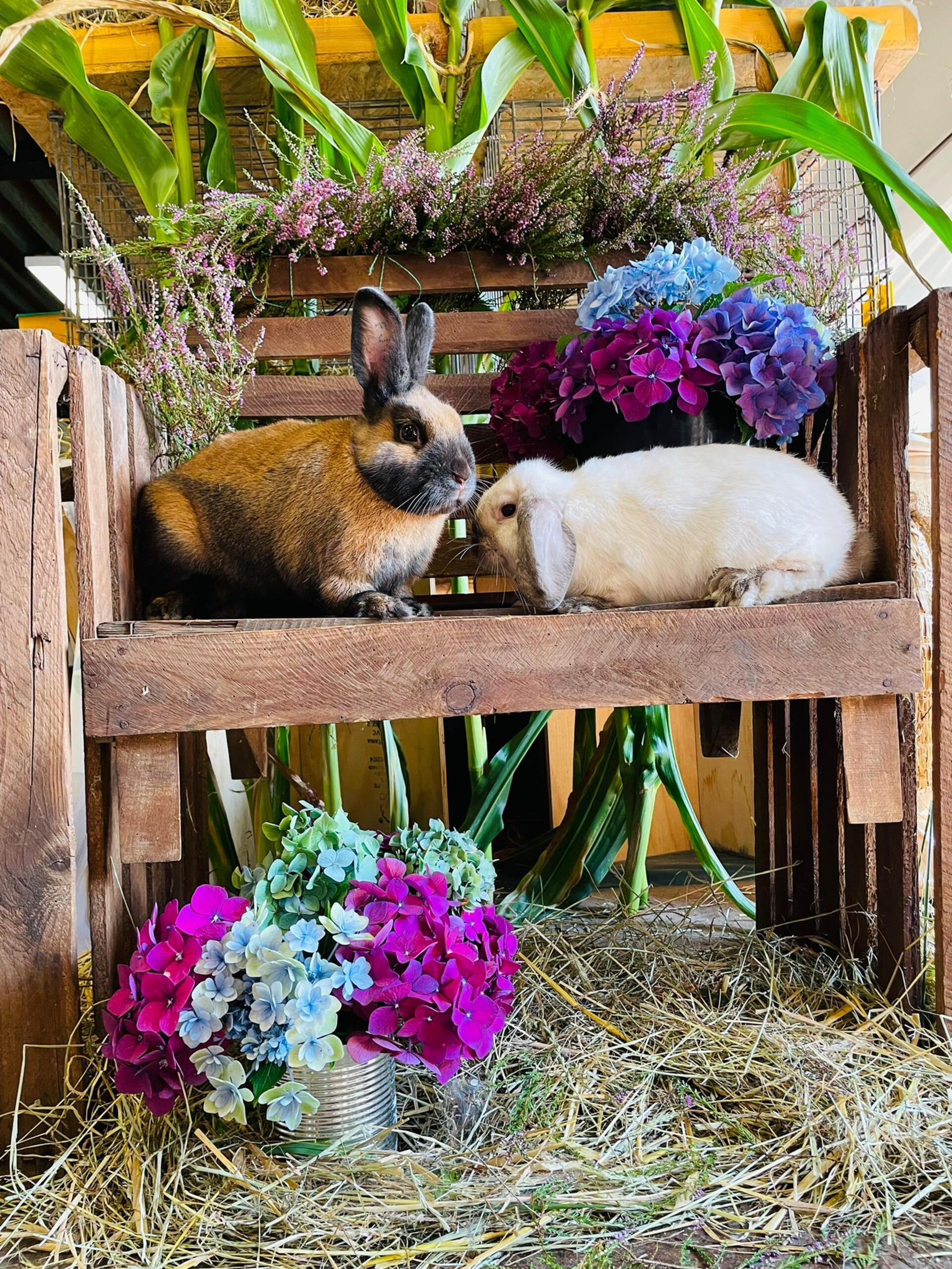 Zwei Kaninchen. Riesen und Zwerge: In der Waldhalle Sandbostel zeigen Züchter rund 250 Rassekaninchen.