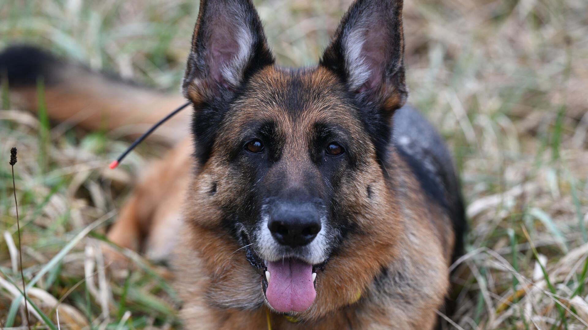 Schäferhunde werden häufig zu Diensthunden oder Rettungshunden ausgebildet.