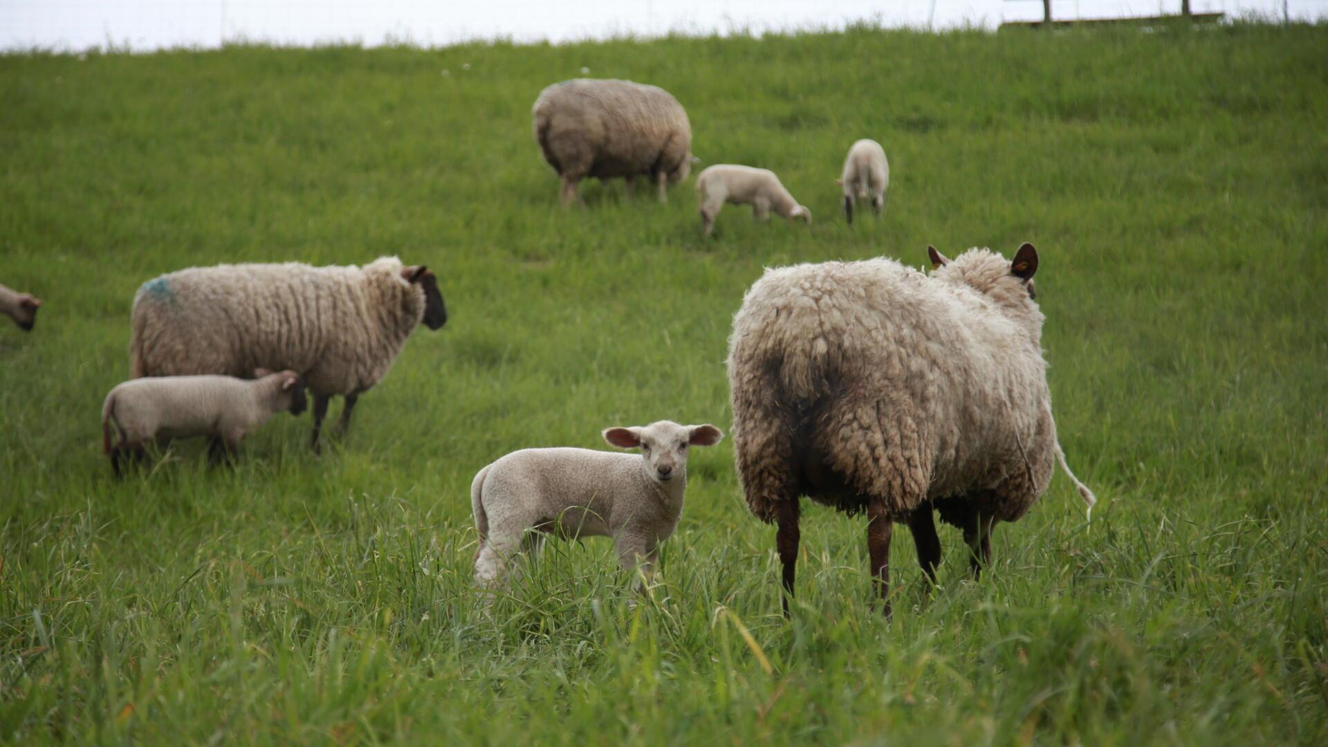 Schafnachwuchs Deich von Spieka-Neufeld – von dort lassen sich aber auch Vögel gut beobachten.
