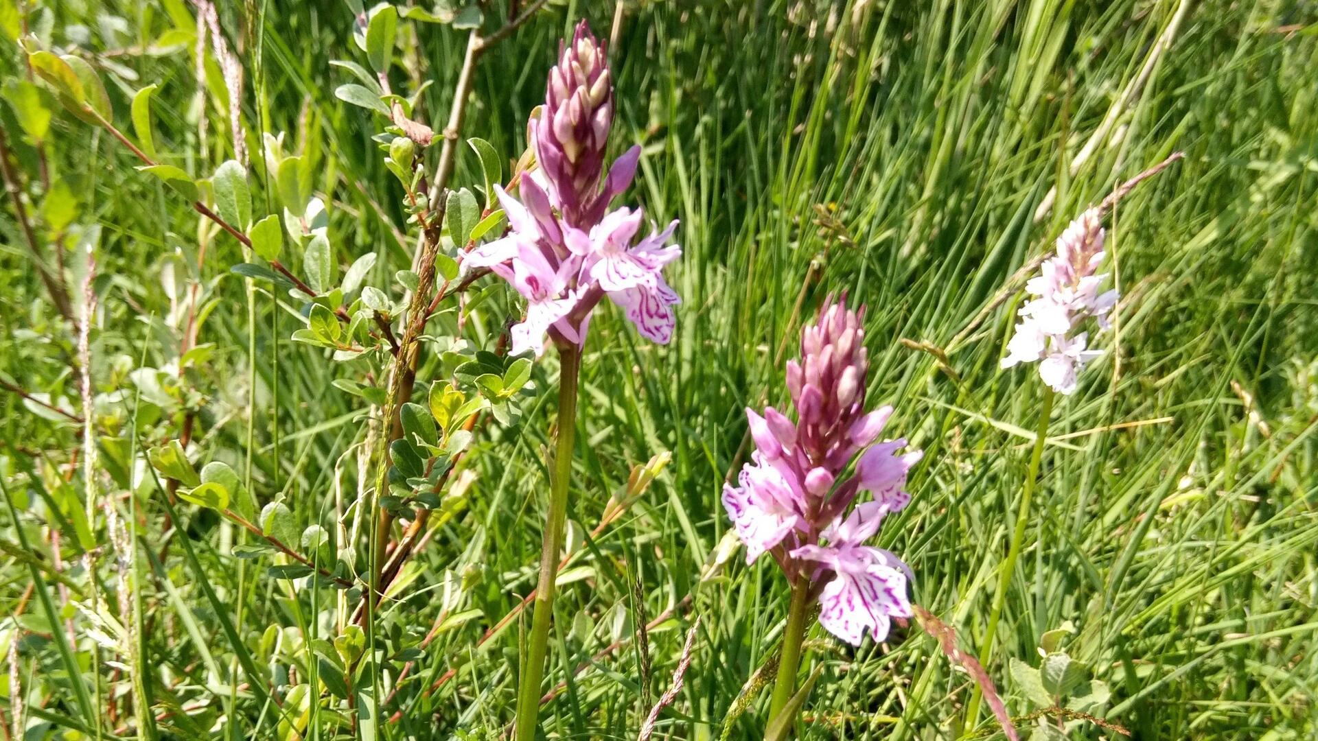 „Woche der Natur“: Ökologische Station bietet zwei botanische Exkursionen an Das Foto zeigt Orchideen im Borstgrasrasen.