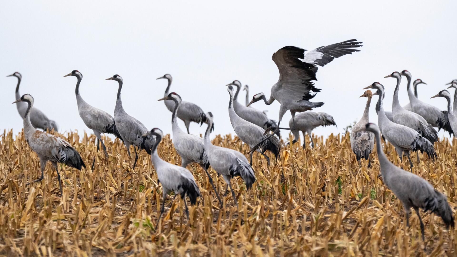 Kraniche auf einem Feld.