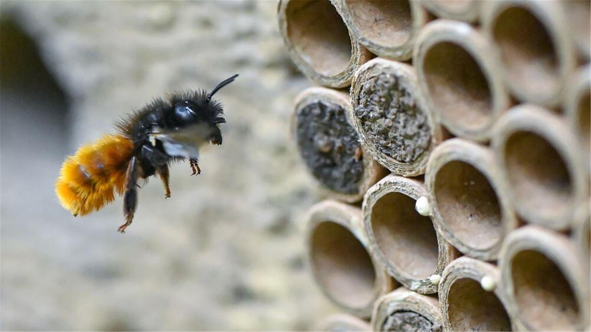 Biene vor Papprohren