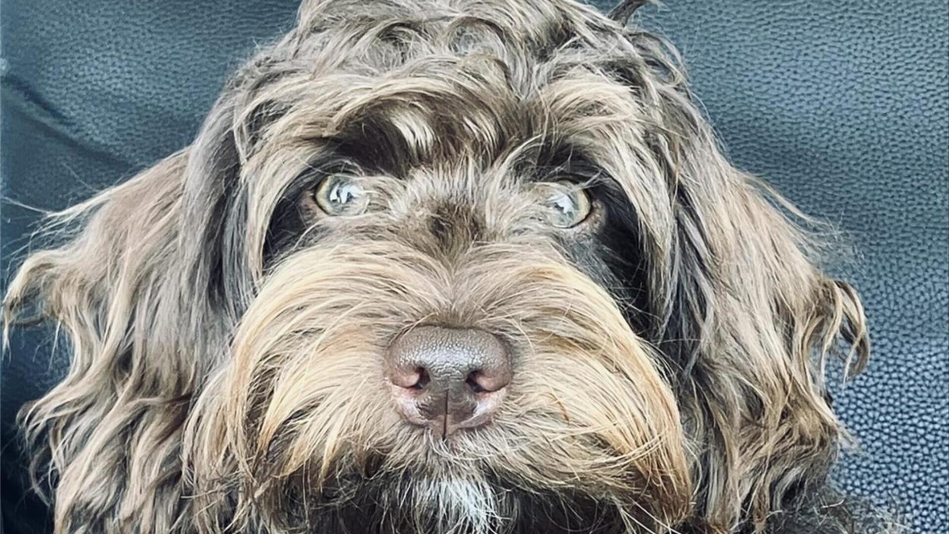 Sissi