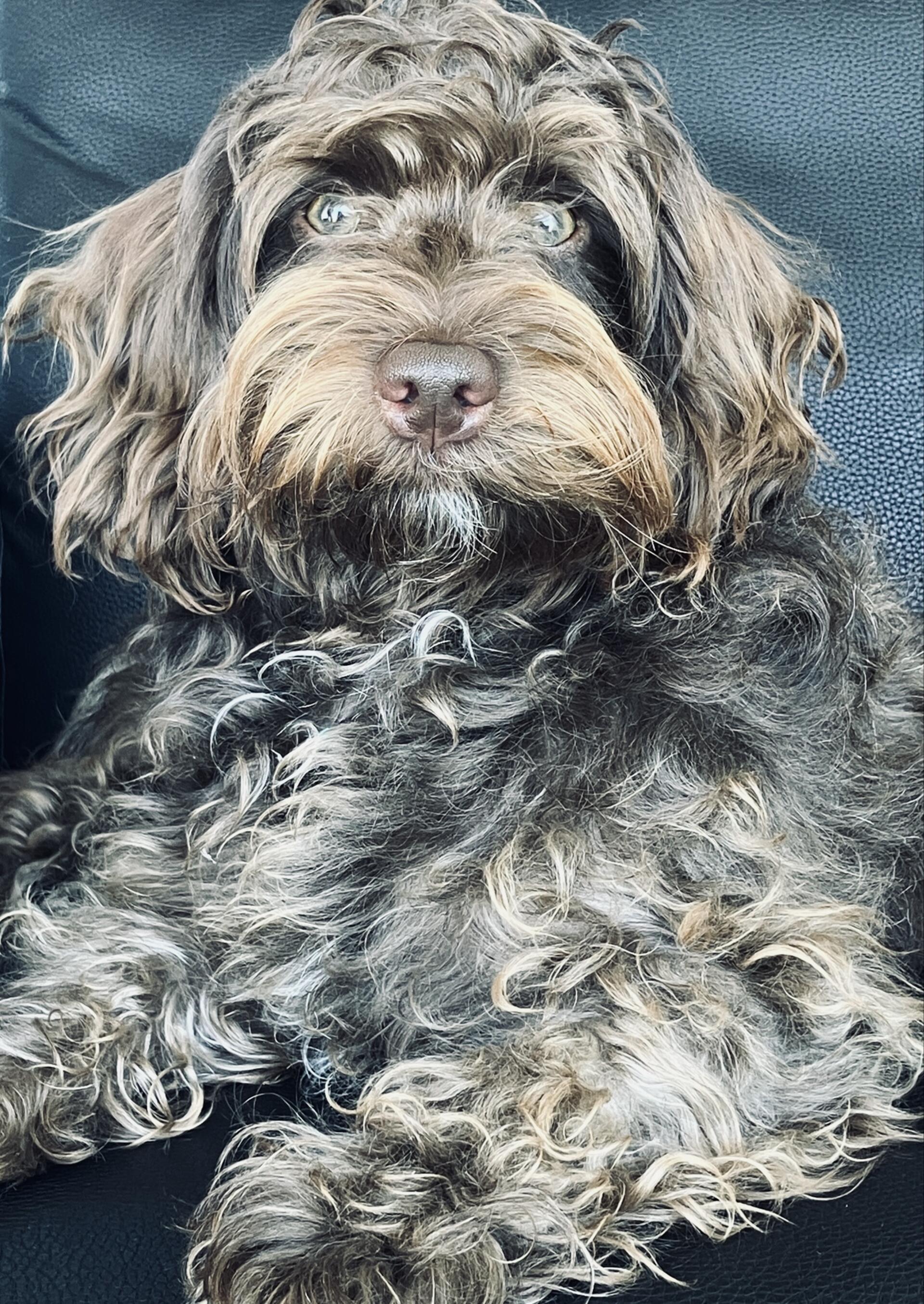 Sissi aus Bremerhaven – Eure kaiserliche Majestät, 11 Monate alt. Ein Mini-Labradoodle-Dackel-Mix, ein kleines bisschen Flummi, ein klein wenig Krokodil und für ihre Menschenfamilie einfach der weltbeste Hund.