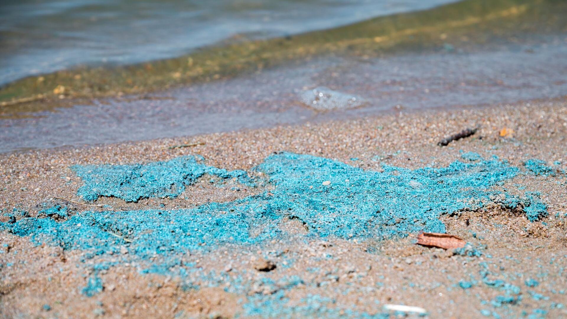 Blaualgen sind an einem Badestrand zu sehen.
