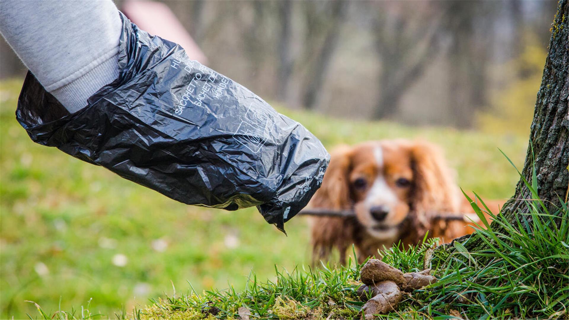Ein Teil des Armes in einer schwarzen Tüte. Daneben ein kleiner Hund. 