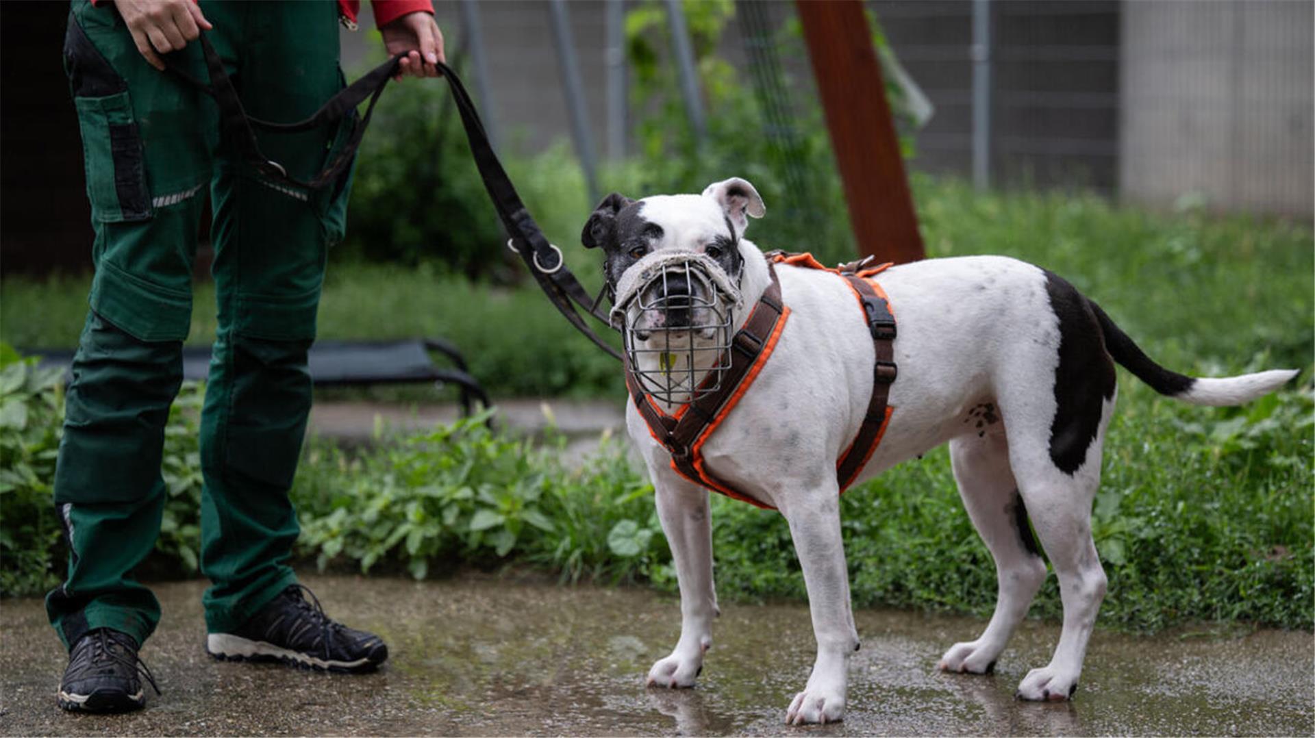Ein Staffordshire-Mix mit Maulkorb schaut in die Kamera.