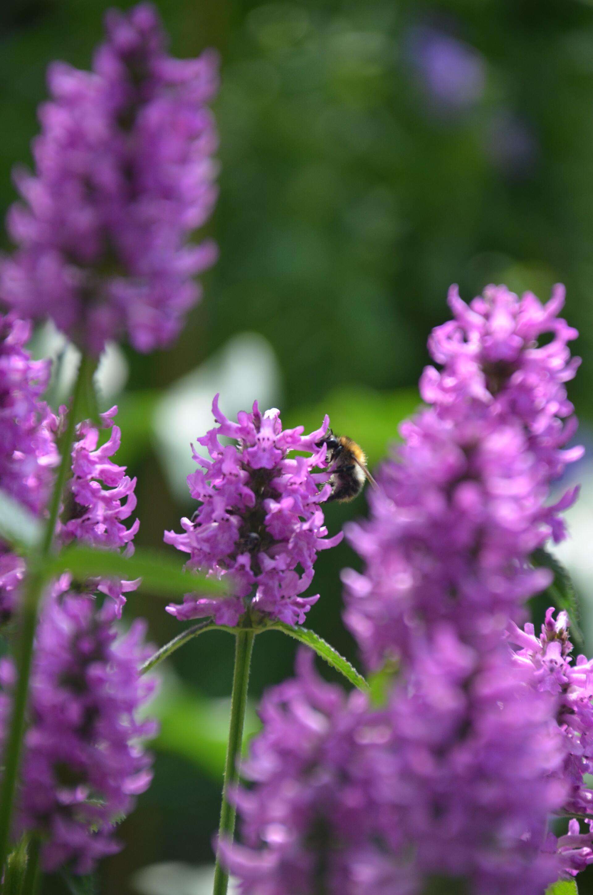 Hummel in einer lila Staude