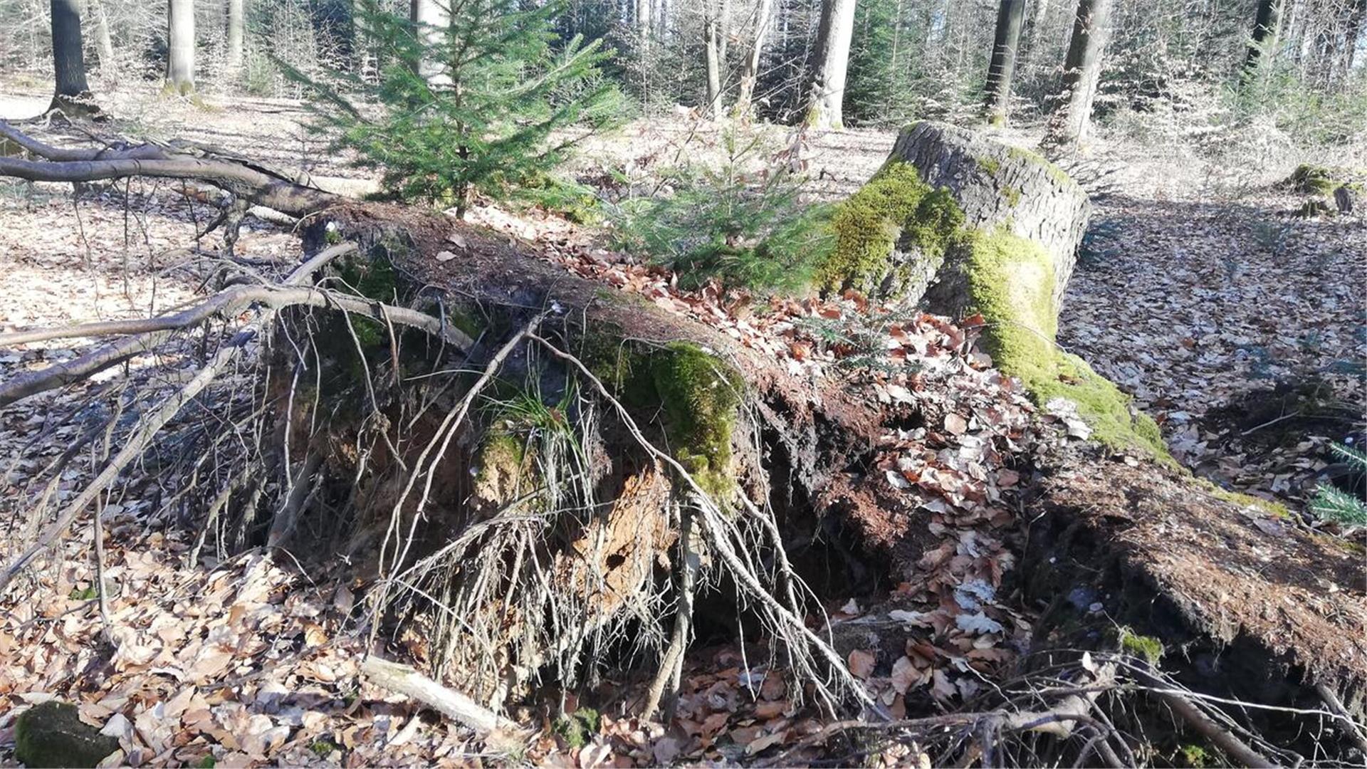 entwurzelter Baumstumpf: Stürme richten im Wald Schäden an: Ein entwurzelter Baumteller bietet aber noch genügend Nahrung und Unterschlupf für Tiere.