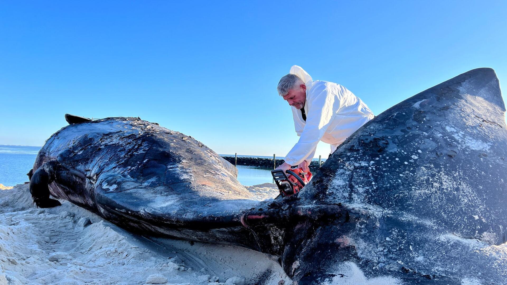 Timo Arp, Schlachter aus Jagel, zerlegt mit einer Motorsäge den Pottwal-Kadaver am Strand. Der rund 14 Meter lange Kadaver war am Wochenende (15./16.02.2025) von Muschelfischern dorthin geschleppt und gesichert worden.