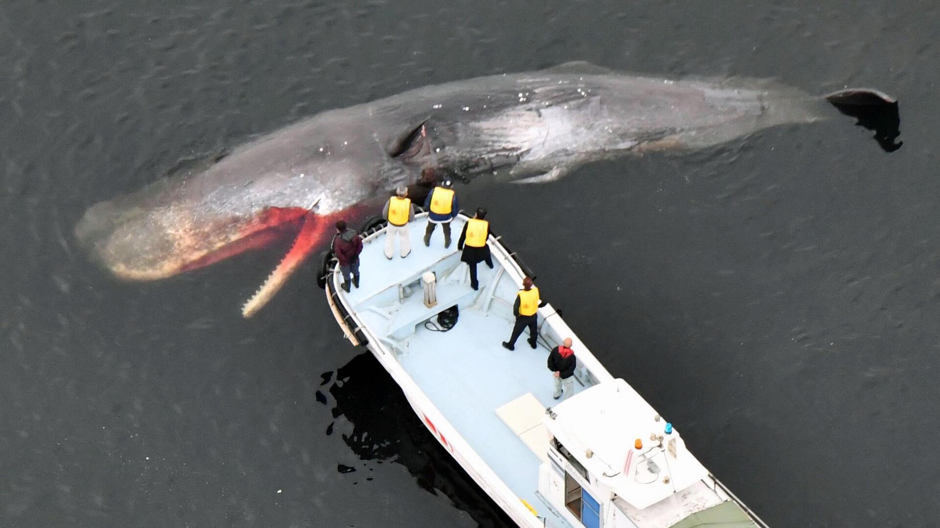 Bilder des Tages Trauriger Anblick: Ein toter Pottwal treibt in der Bucht von Osaka neben einem Boot. Der verirrte Wal war seit Januar in dieser Gegend gesichtet worden.