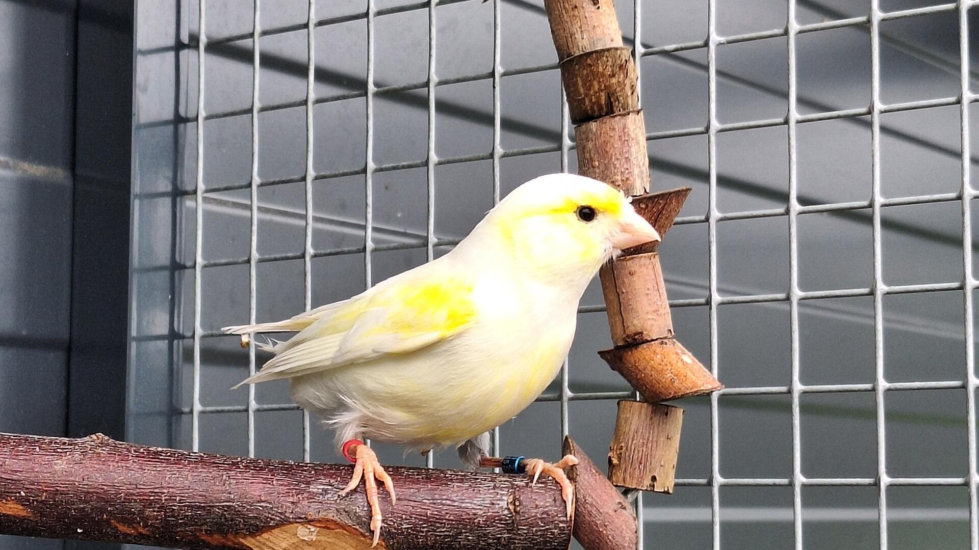 Ein kleiner gelber Vogel
